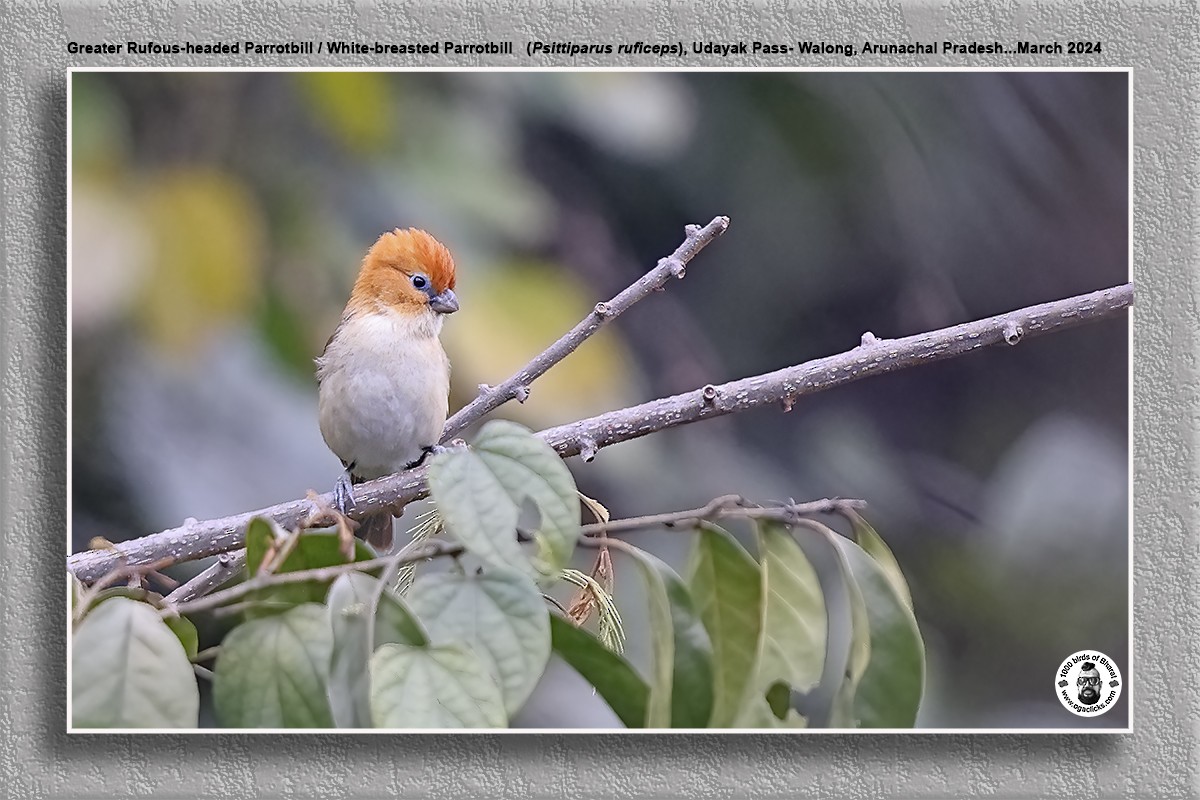 Rufous-headed Parrotbill - ML617317704