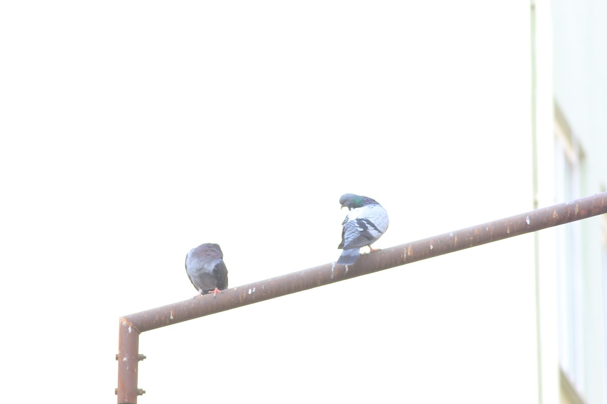 Rock Pigeon (Feral Pigeon) - ML617317707