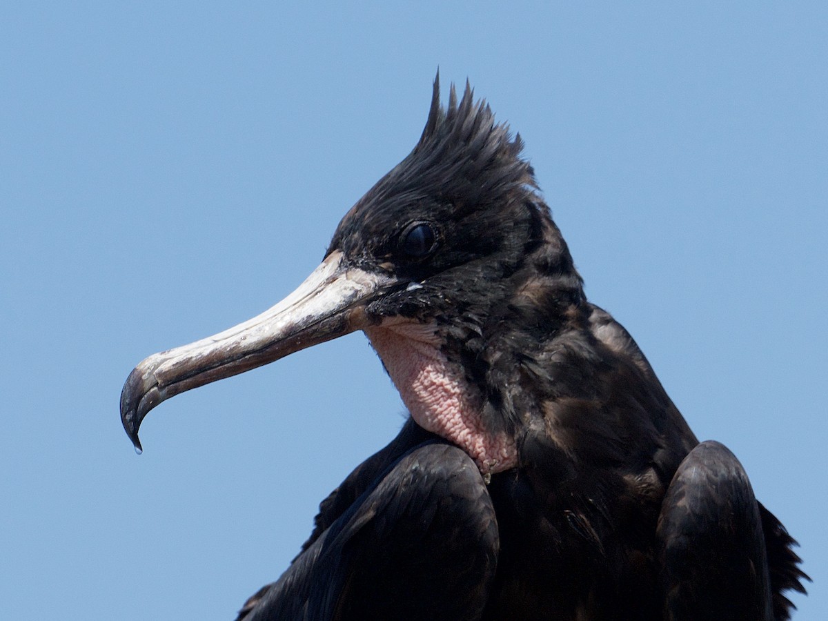 Magnificent Frigatebird - ML617317721