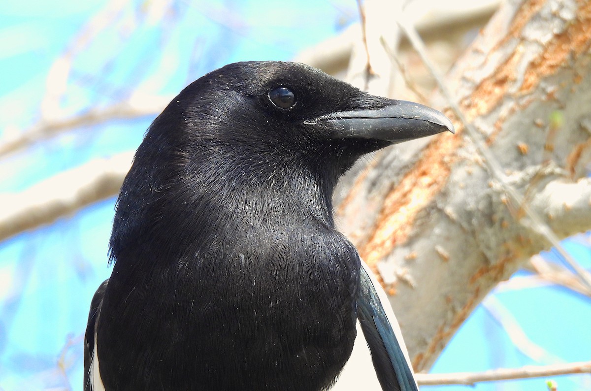 Black-billed Magpie - Ted Floyd