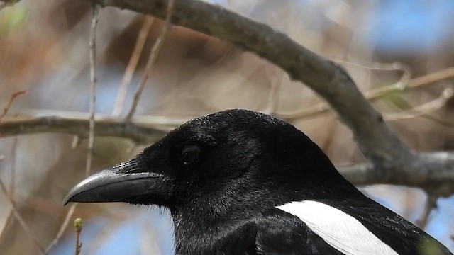 Black-billed Magpie - ML617317727