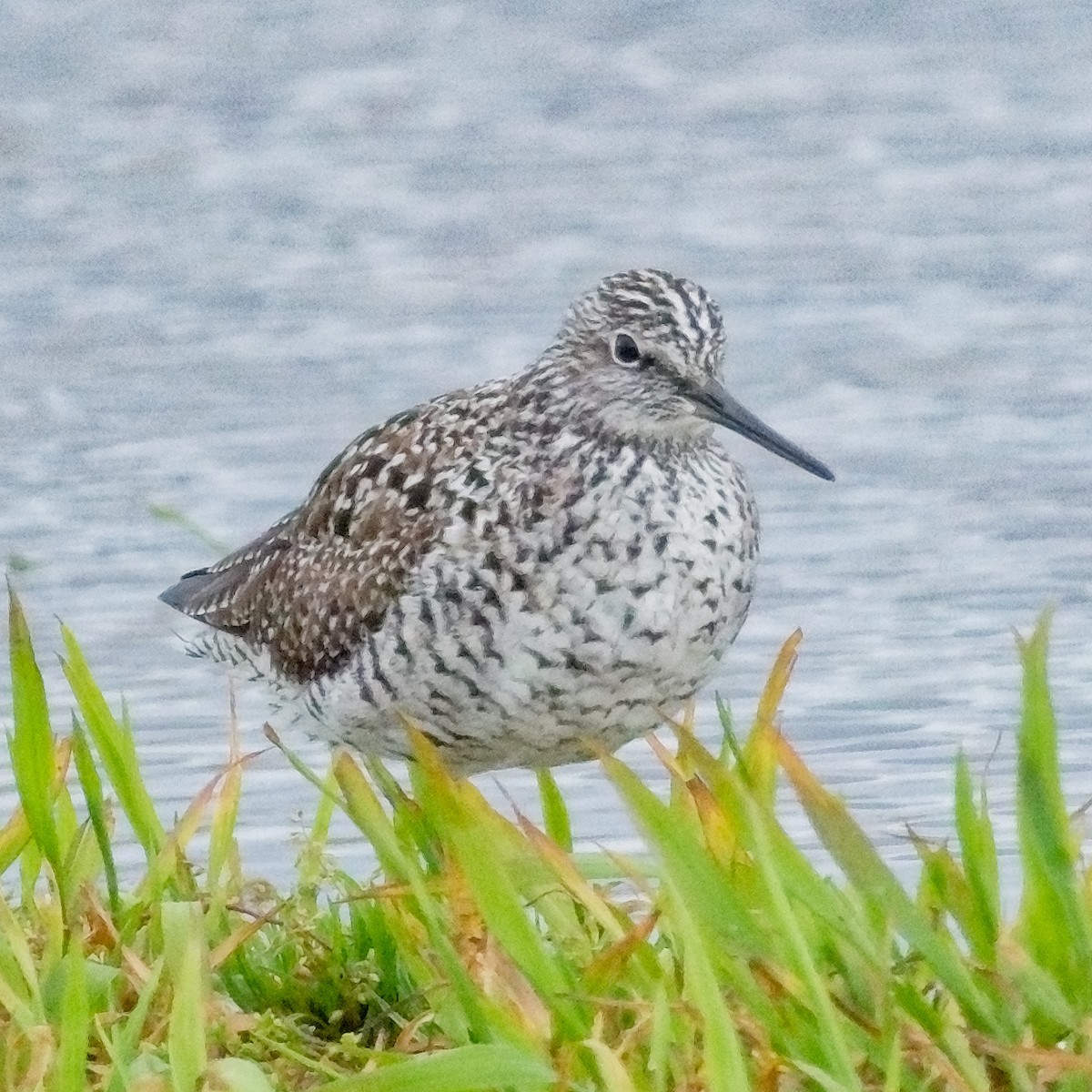 Greater Yellowlegs - ML617317781