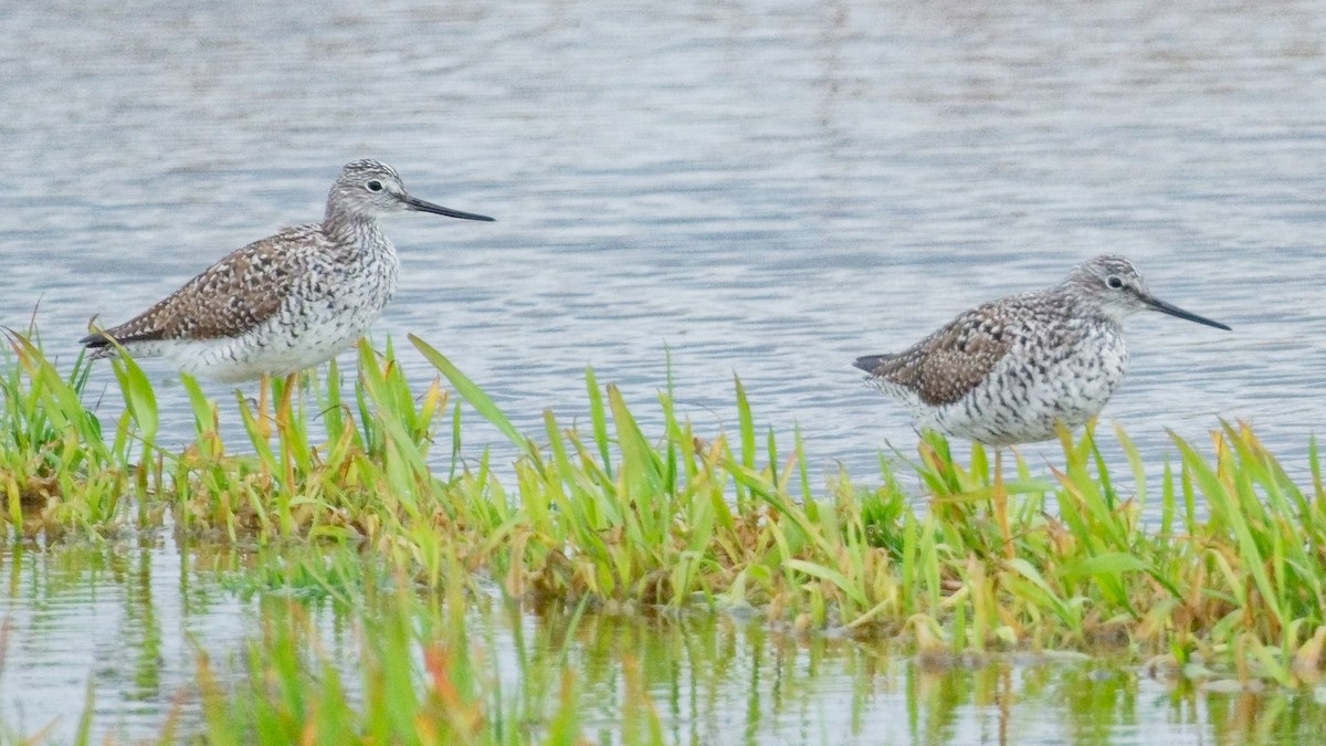 Greater Yellowlegs - ML617317782