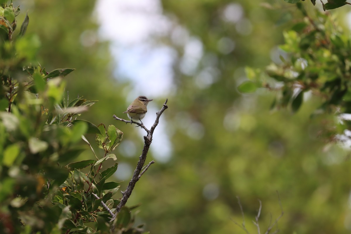 Red-eyed Vireo - ML617317789