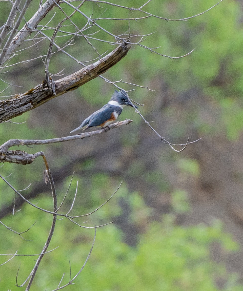 Belted Kingfisher - ML617317804