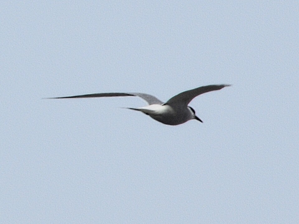 Common Tern - ML617317814