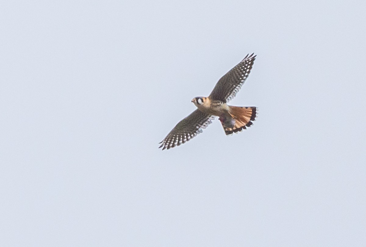 American Kestrel - ML617317845