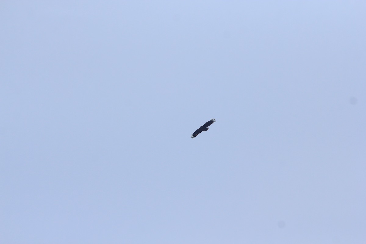 Greater Spotted Eagle - ML617317899