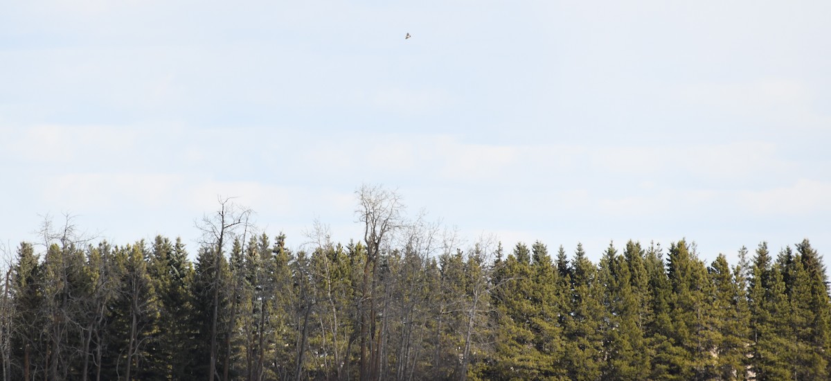 Red-tailed Hawk - Gail Bruckner