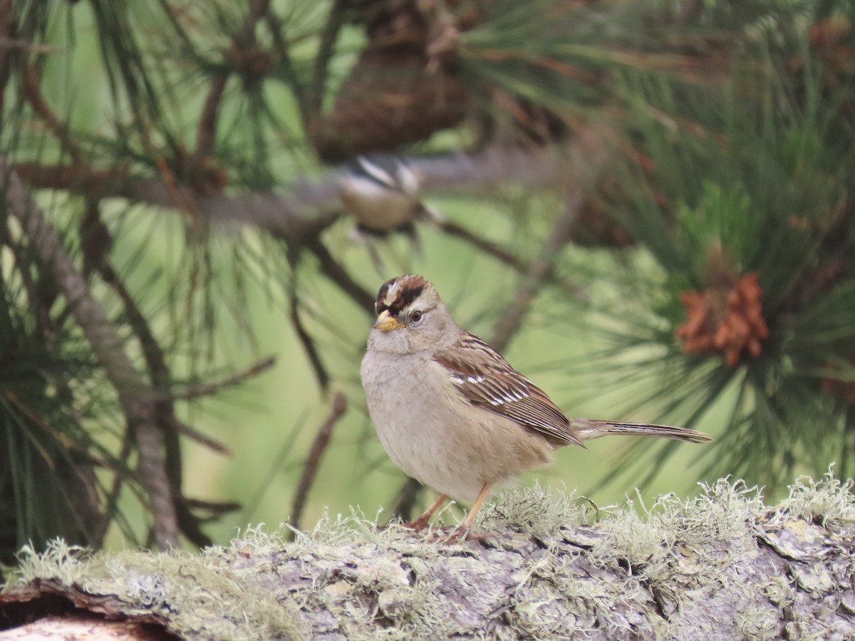 White-crowned Sparrow - Lois Goldfrank