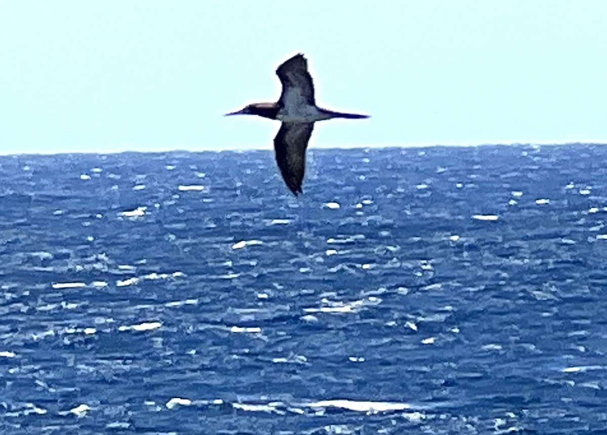 Brown Booby - ML617317933