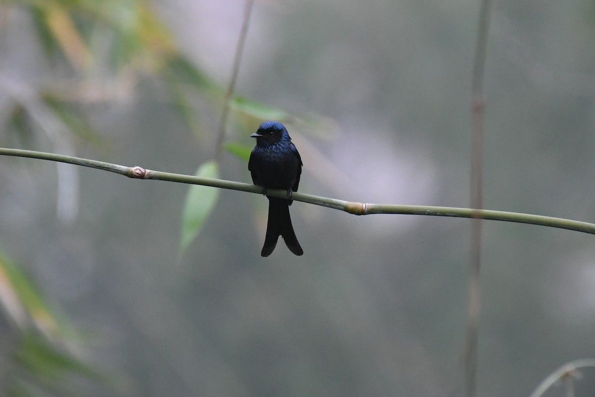 Bronzed Drongo - Tristan Jobin