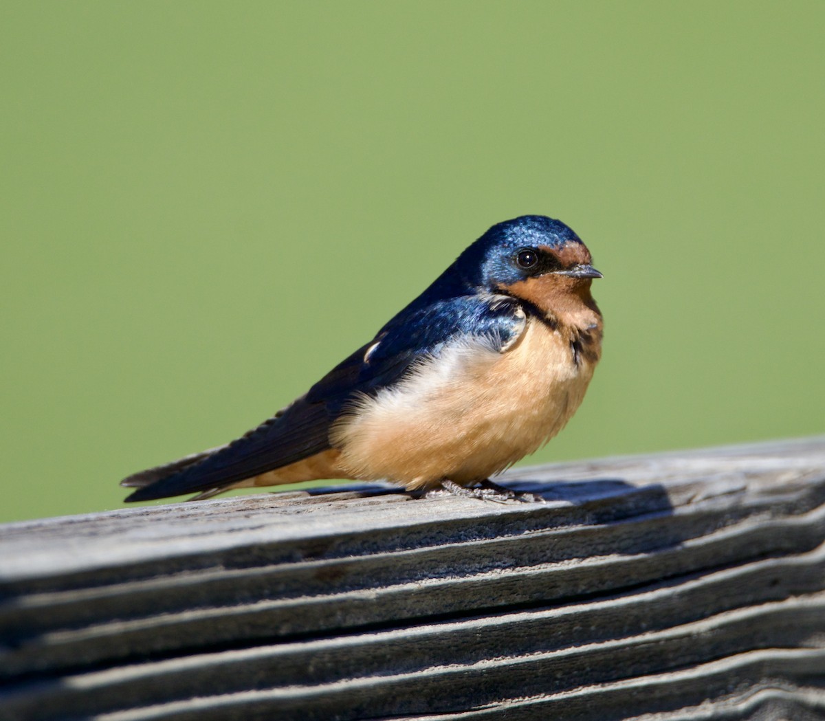 Barn Swallow - Jordan Juzdowski