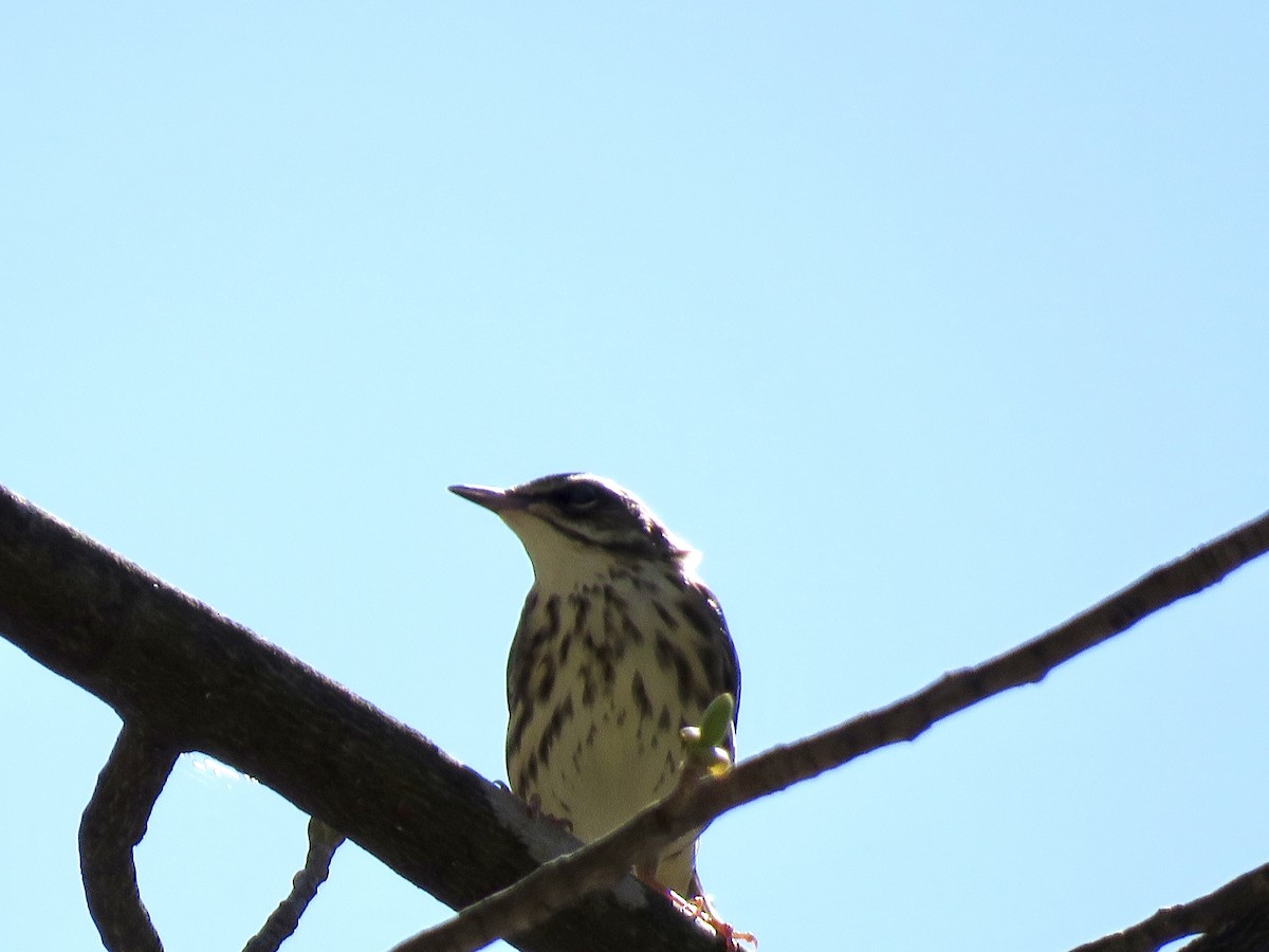 Louisiana Waterthrush - ML617318072