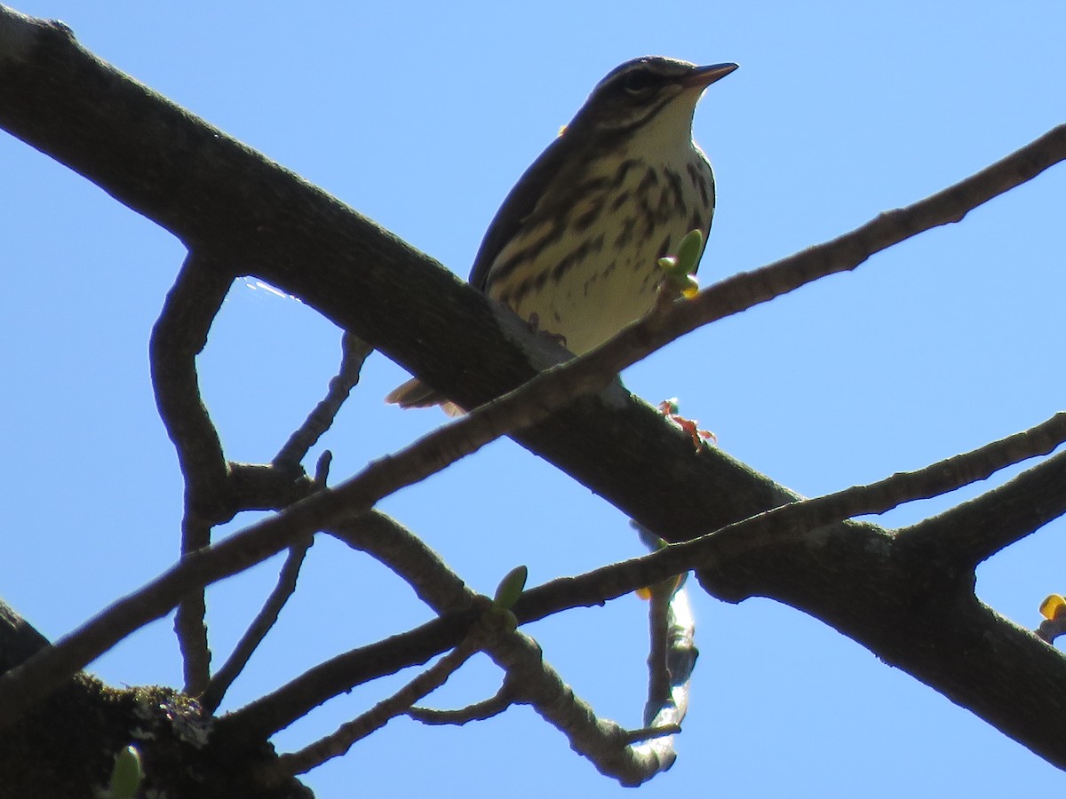 Louisiana Waterthrush - ML617318073