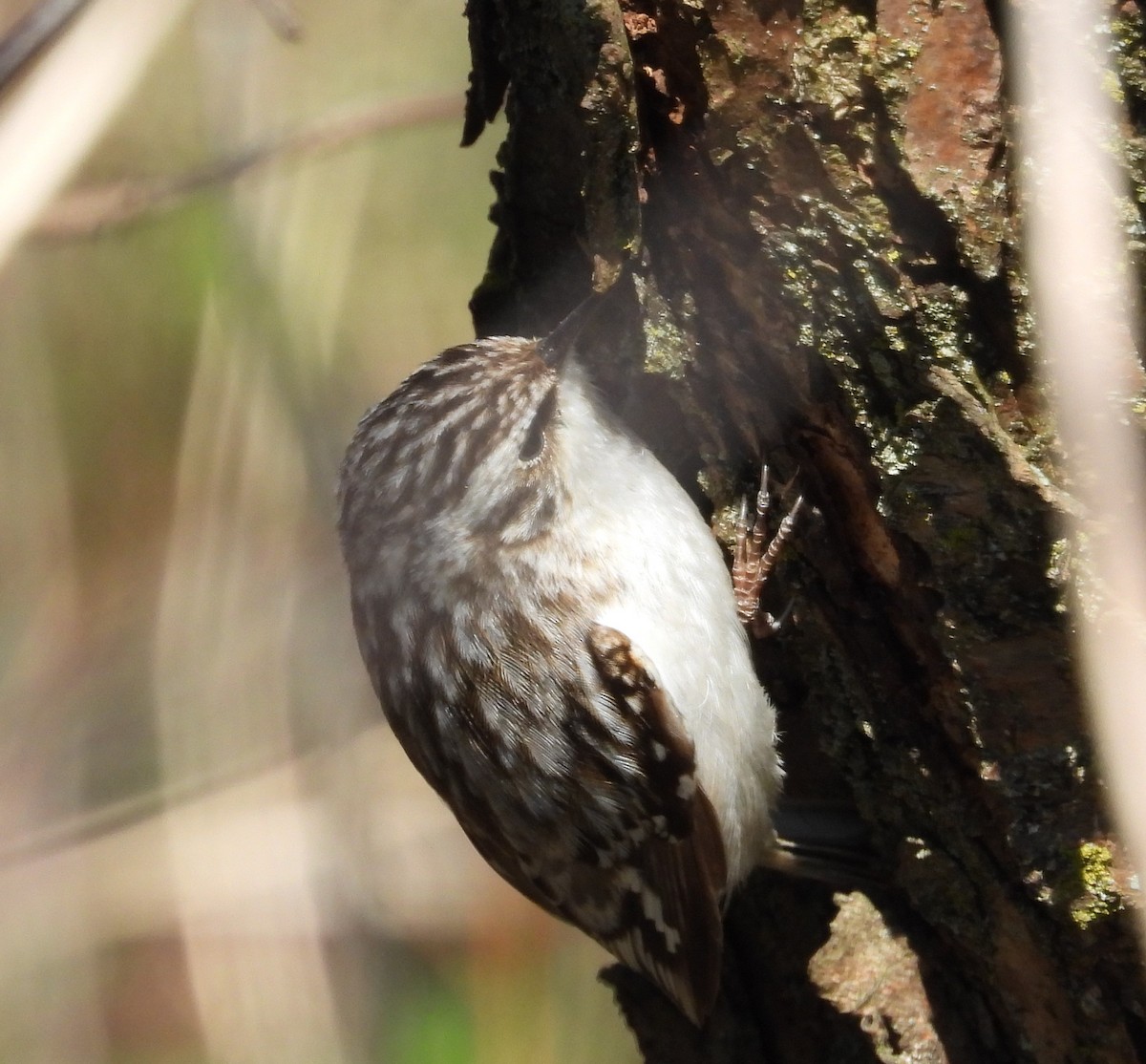 Brown Creeper - ML617318092