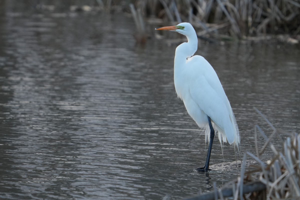 Great Egret - ML617318098