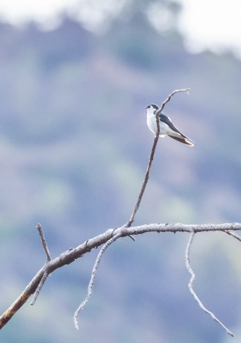 Violet-green Swallow - ML617318101