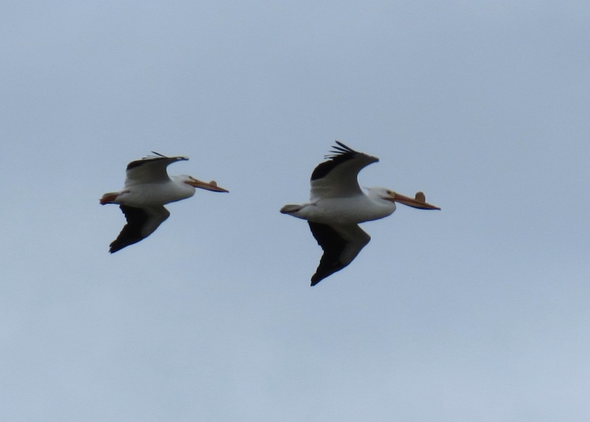 American White Pelican - shelley seidman