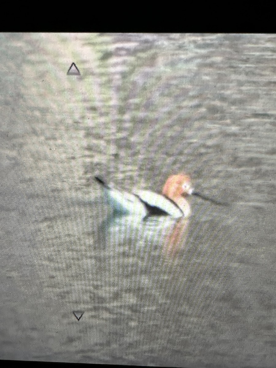 Avoceta Americana - ML617318144