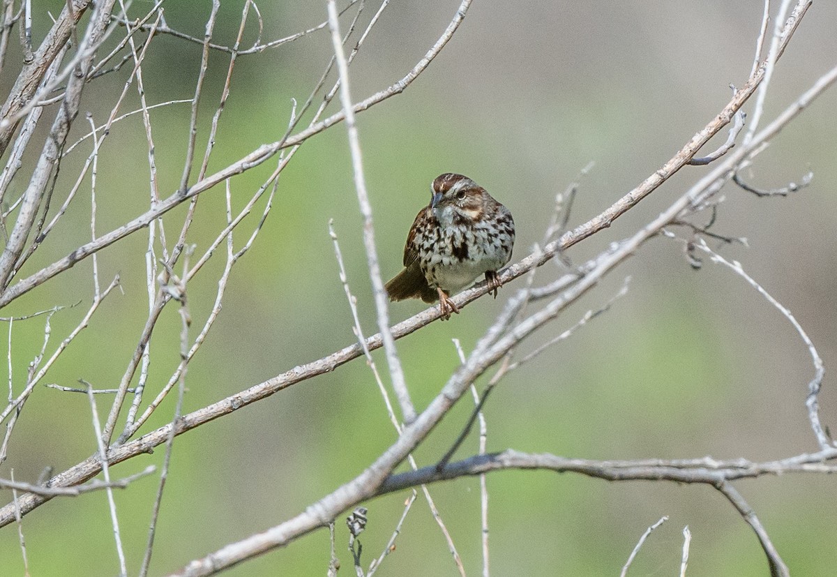 Song Sparrow - ML617318178