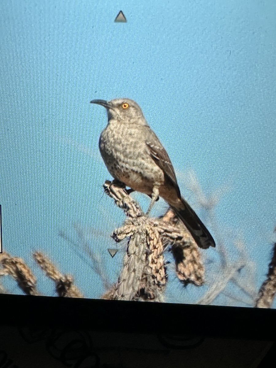 Curve-billed Thrasher - ML617318228