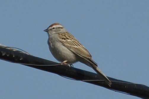 Chipping Sparrow - ML617318237