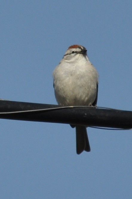 Chipping Sparrow - ML617318238