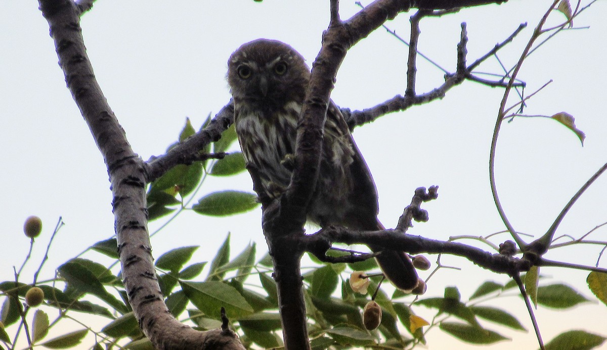Ferruginous Pygmy-Owl - ML617318253