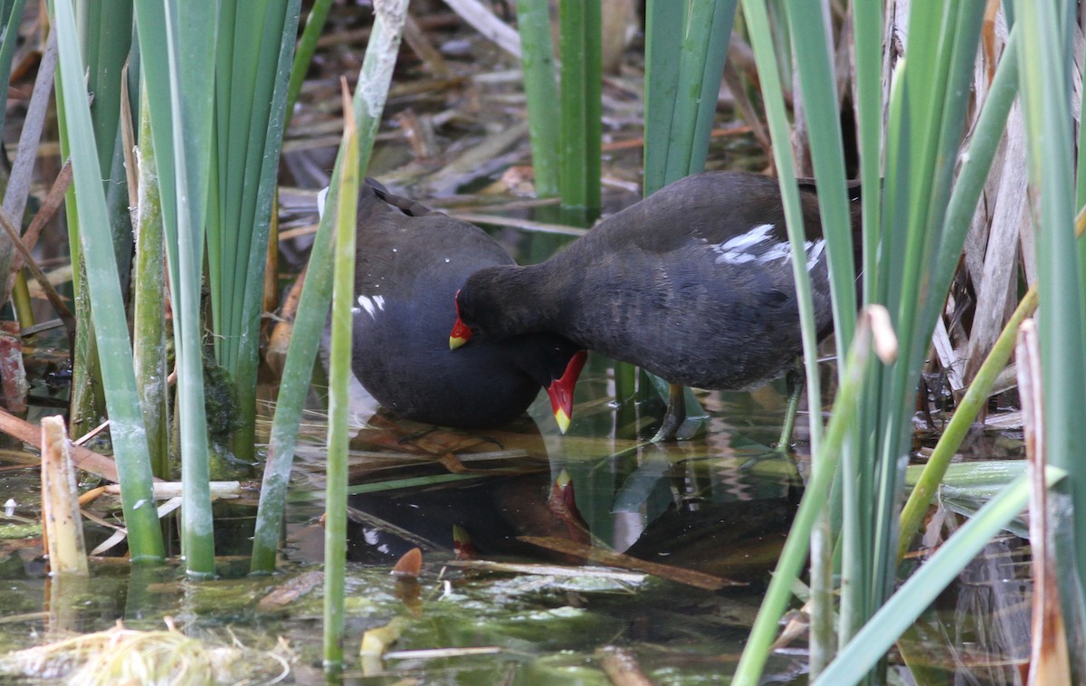 Eurasian Moorhen - Mészáros József