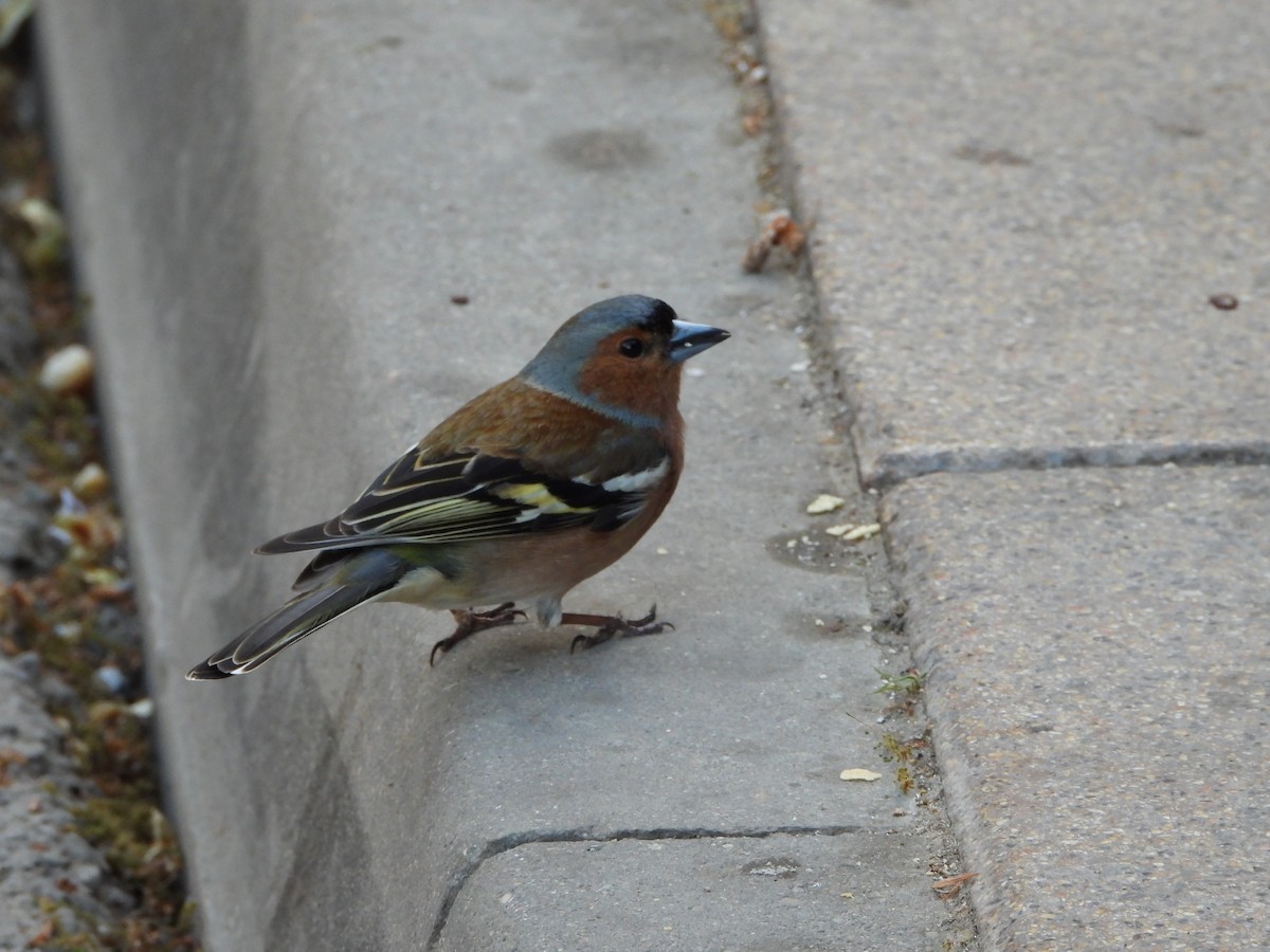 Common Chaffinch - ML617318272