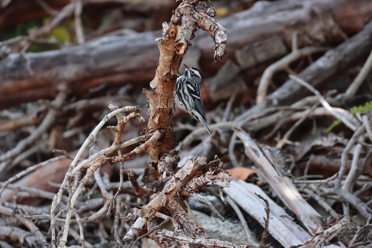 Black-and-white Warbler - Luca Sheldon