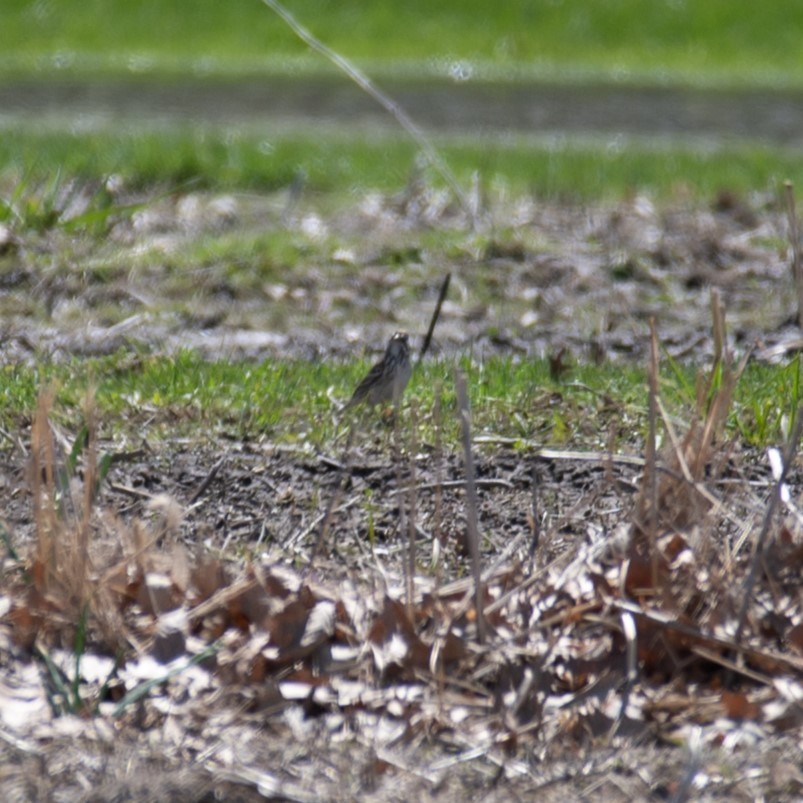 Vesper Sparrow - ML617318325