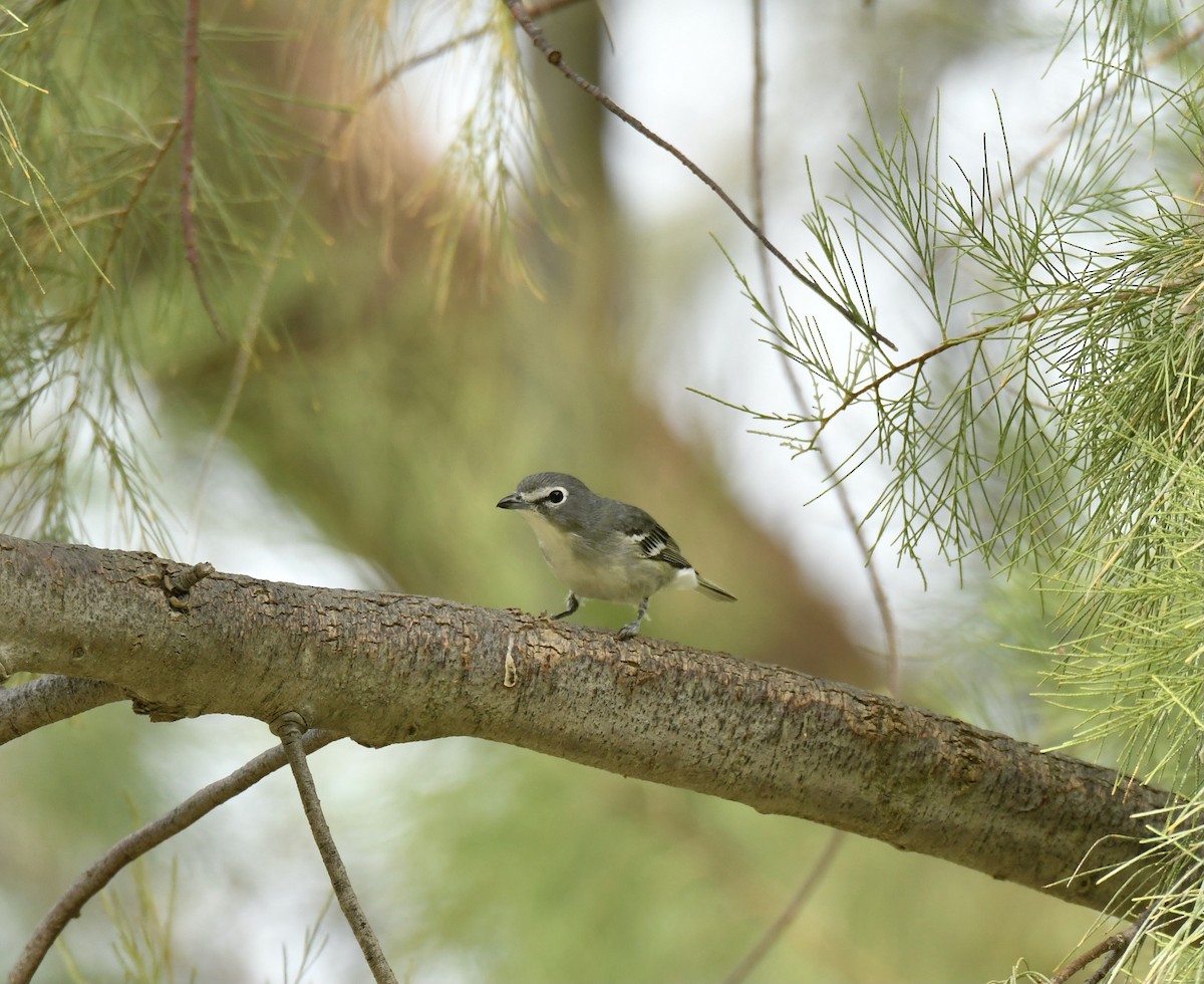 Plumbeous Vireo - ML617318366