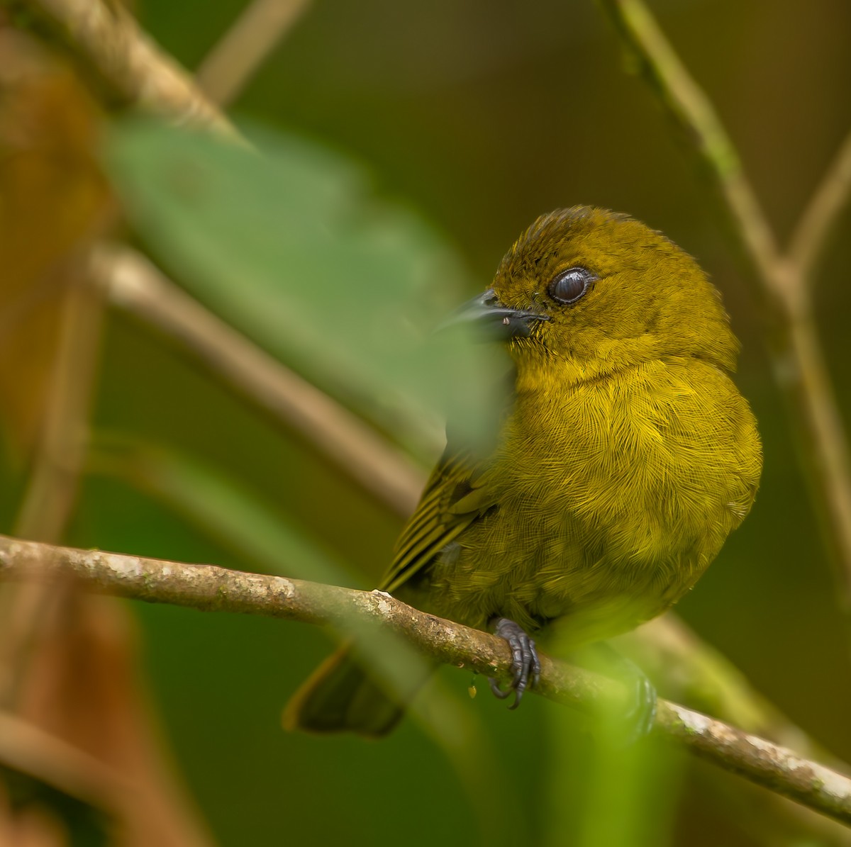 Carmiol's Tanager - Ricardo Rojas Arguedas