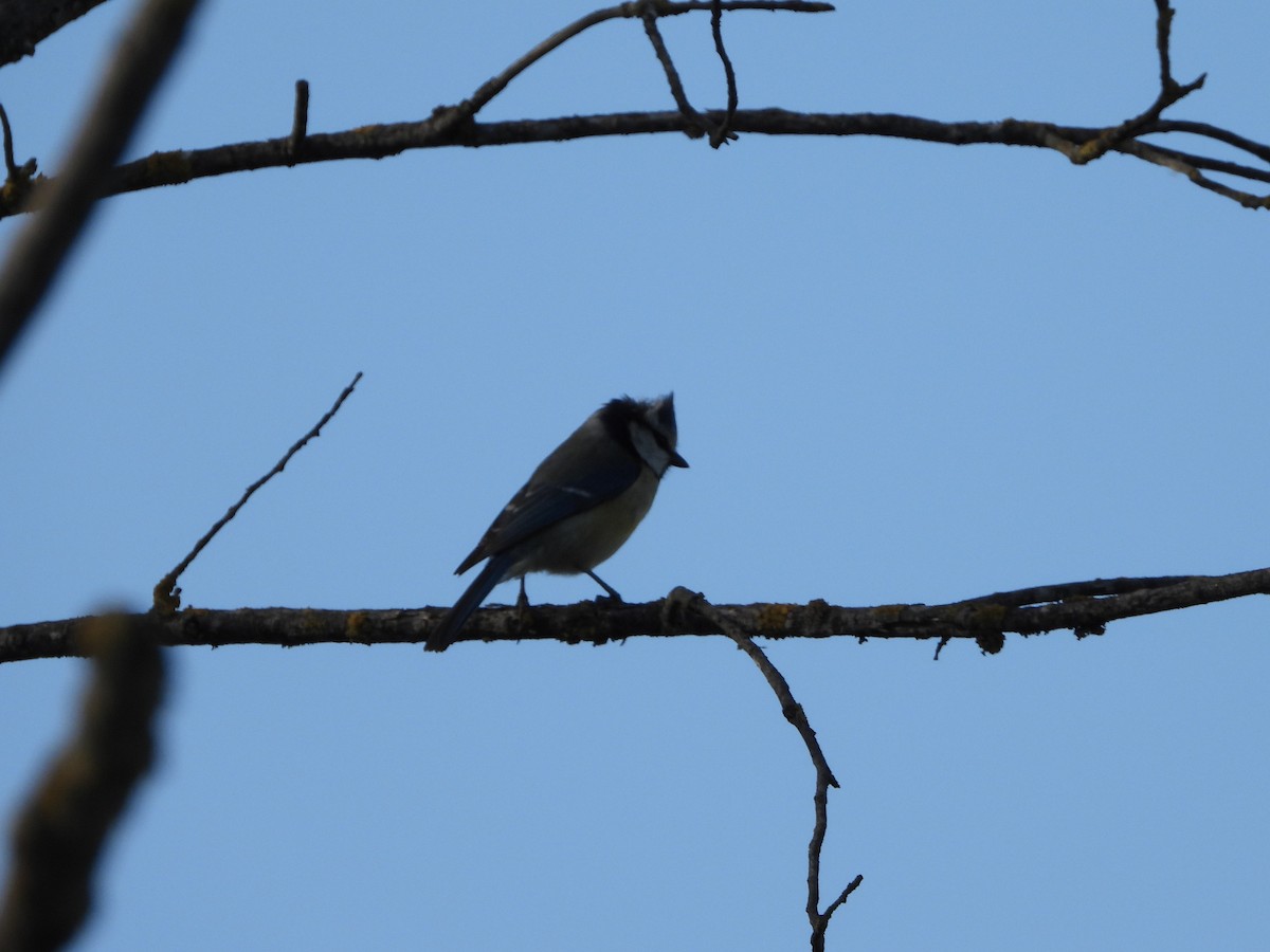 Eurasian Blue Tit - ML617318392