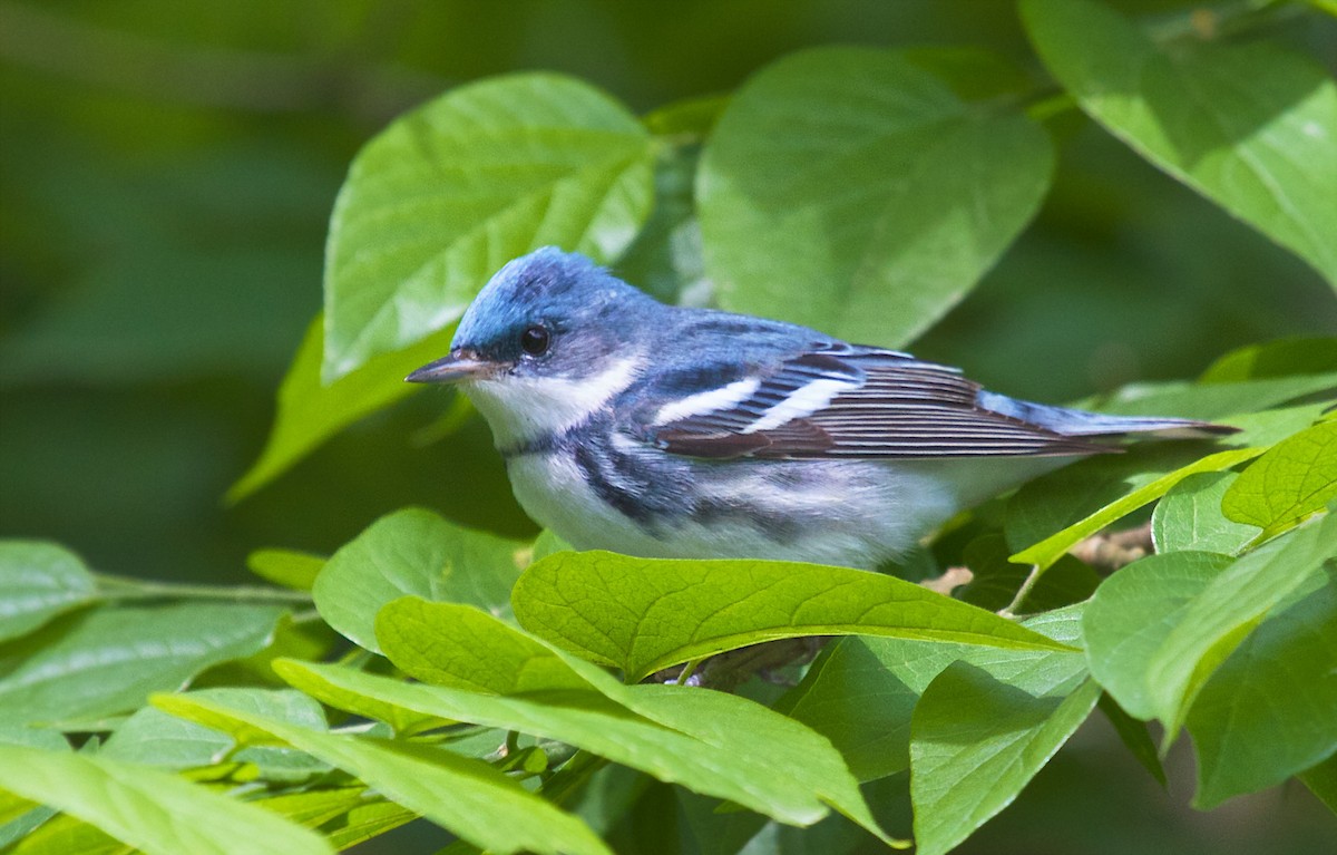 ML617318438 - Cerulean Warbler - Macaulay Library