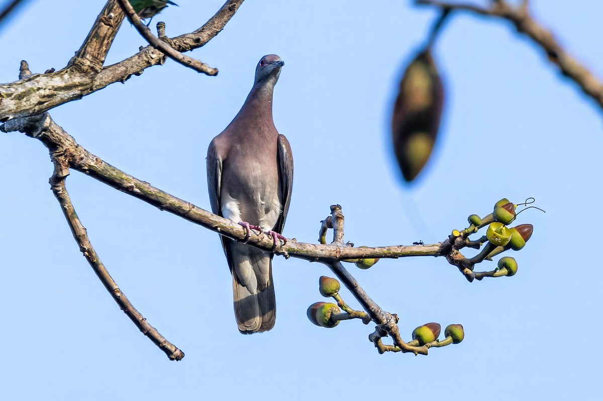 Pale-vented Pigeon - Sandy & Bob Sipe