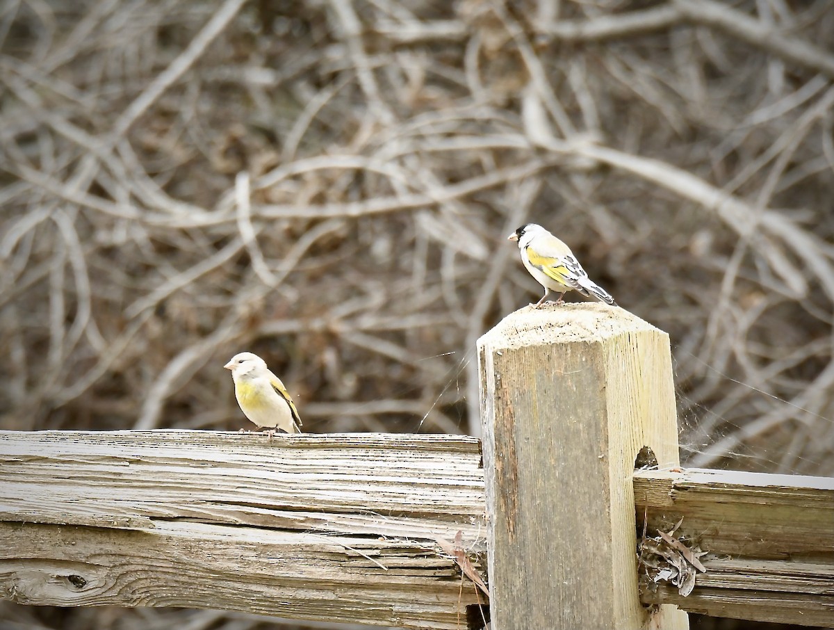 Lawrence's Goldfinch - Christine Beck