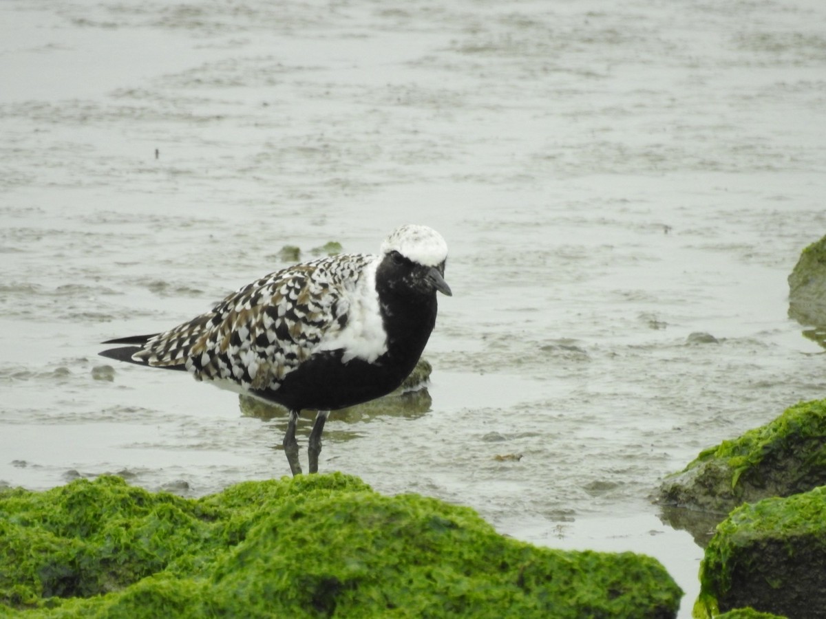 Black-bellied Plover - Bruce Hoover