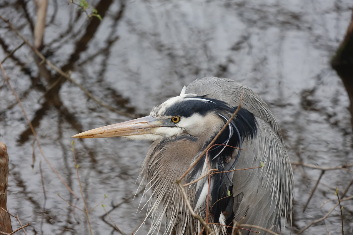 Great Blue Heron (Great Blue) - ML617318544