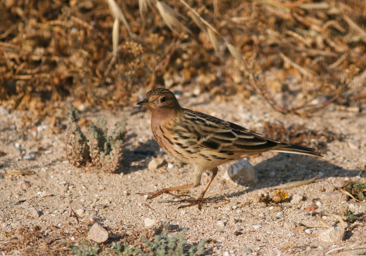 Red-throated Pipit - Greg McIvor