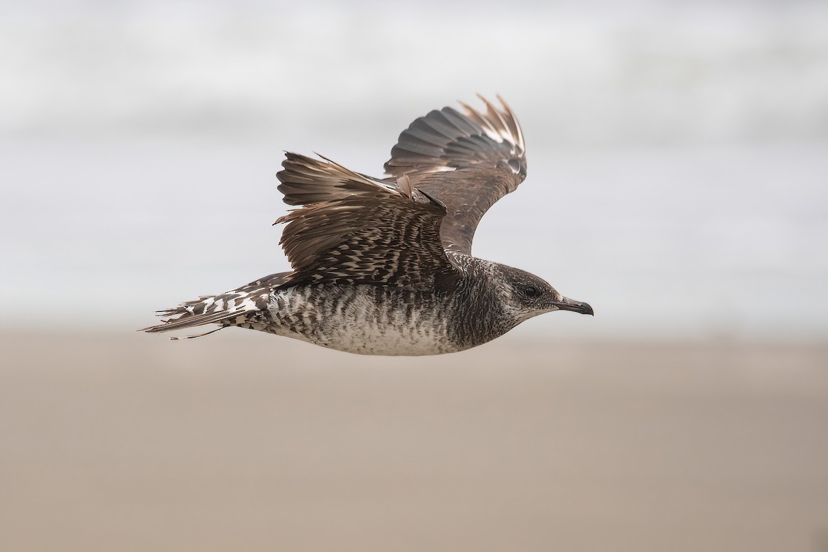 Págalo Parásito - ML617318603