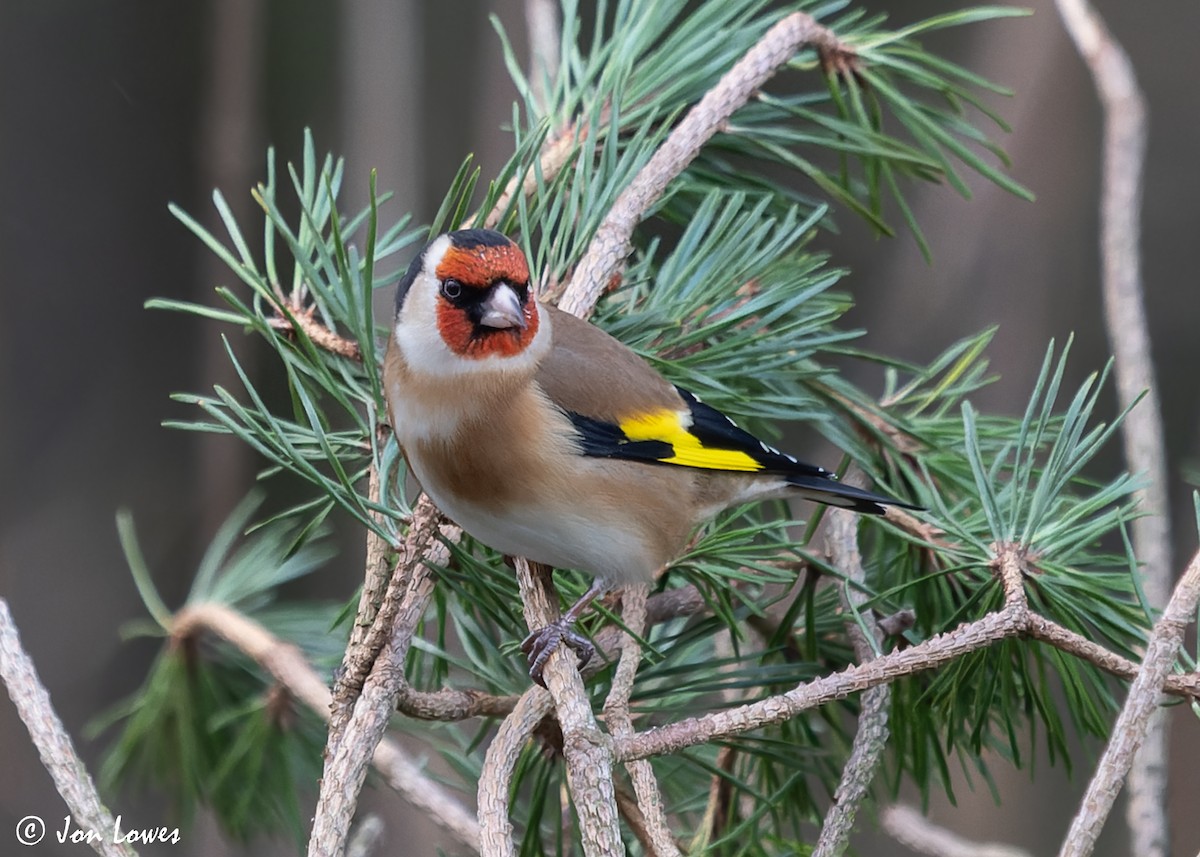 European Goldfinch (European) - Jon Lowes