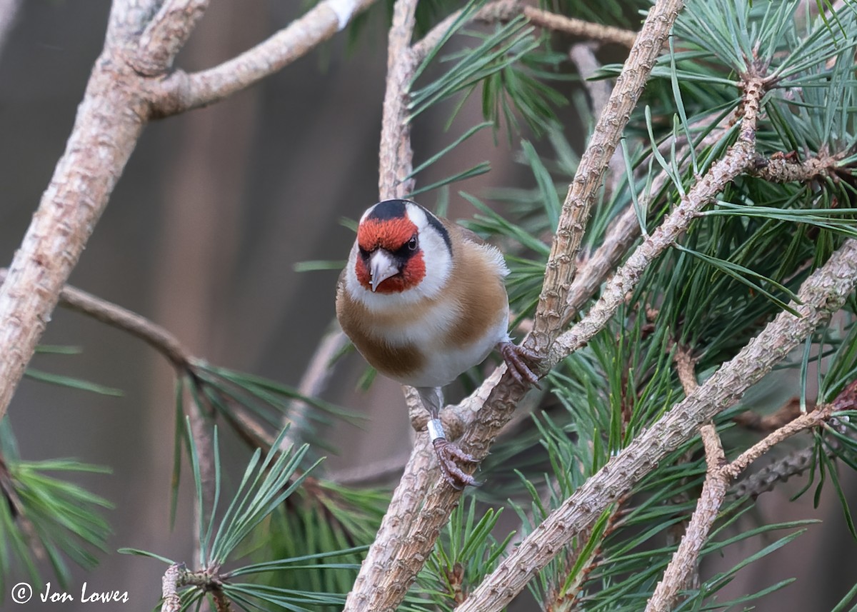 European Goldfinch (European) - ML617318607