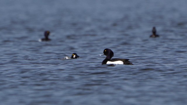 鳳頭潛鴨 - ML617318623