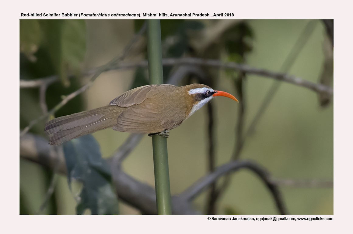 Red-billed Scimitar-Babbler - Saravanan Janakarajan