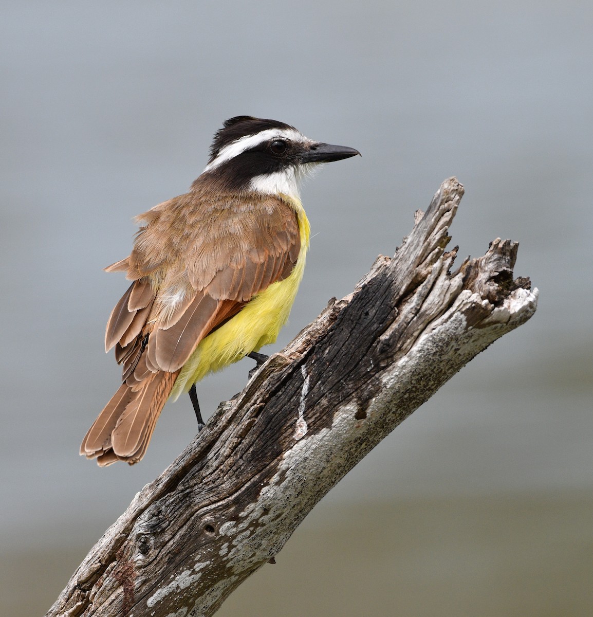 Great Kiskadee - ML617318635