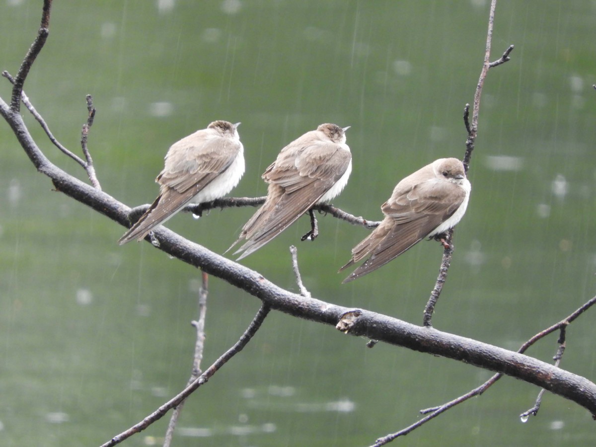 Northern Rough-winged Swallow - ML617318638