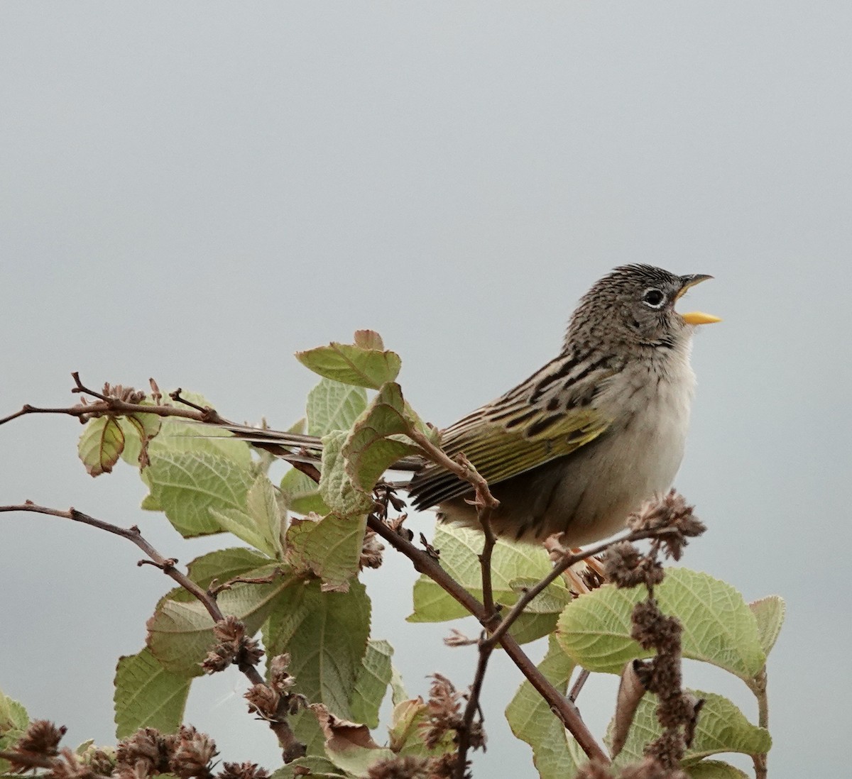 Wedge-tailed Grass-Finch - Judith White